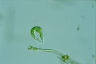 Euglena mutabilis