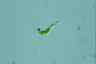 Euglena mutabilis