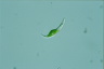 Euglena mutabilis