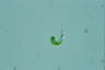 Euglena mutabilis