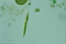 Euglena mutabilis