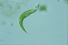 Euglena mutabilis