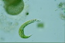 Euglena mutabilis