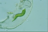 Euglena mutabilis