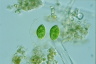 Euglena