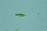 Euglena