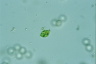 Lepocinclis ovum