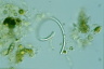 Ophiocytium parvulum