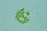 Pediastrum angulosum