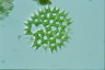 Pediastrum duplex