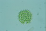 Pediastrum