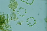 Dictyosphaerium pulchellum