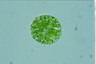 Eremosphaera viridis