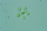 Asterococcus