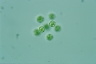 Asterococcus