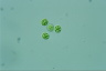 Asterococcus