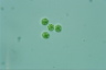 Asterococcus