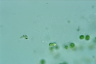 Tetraspora