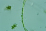 Microspora