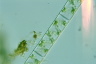 Spirogyra