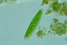 Closterium navicula