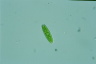 Closterium navicula