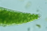 Closterium ehrenbergii