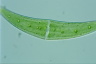 Closterium moniliferum