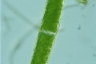 Closterium acerosum