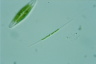 Closterium idiosporum