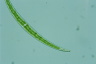 Closterium dianae