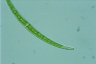 Closterium dianae