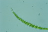 Closterium dianae