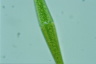 Closterium ralfsii