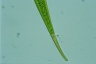 Closterium ralfsii