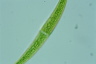 Closterium rostratum