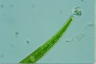 Closterium intermedium