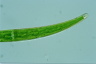 Closterium rostratum