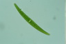 Closterium rostratum