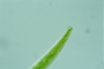 Closterium intermedium