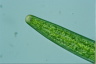 Closterium baillyanum