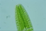 Netrium digitus