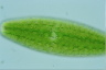 Netrium digitus