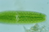 Netrium digitus