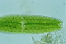 Netrium digitus