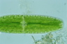 Netrium digitus