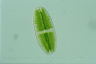 Netrium digitus