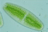 Netrium digitus