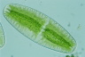 Netrium digitus