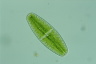 Netrium digitus